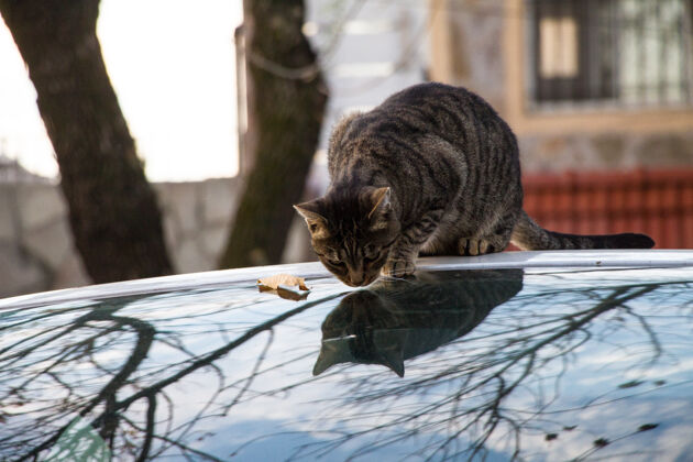 猫猫在车上动物可爱坐着