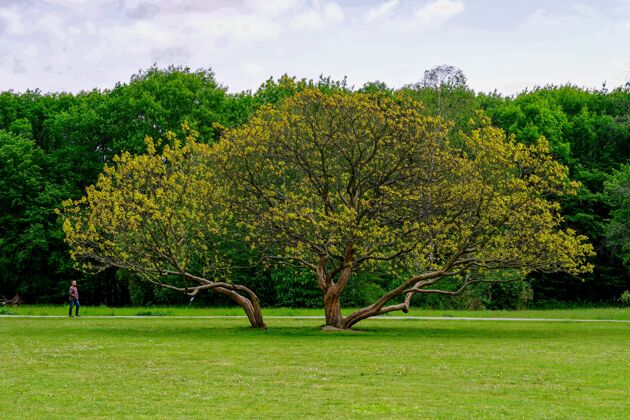 乡村美丽的树在公园中间生长着树环境树叶公园