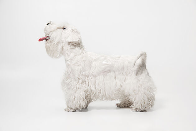跳跃毛茸茸的小狗可爱的白色小狗或宠物正在玩耍和奔跑负空间插入您的文字或图像动物狗血统