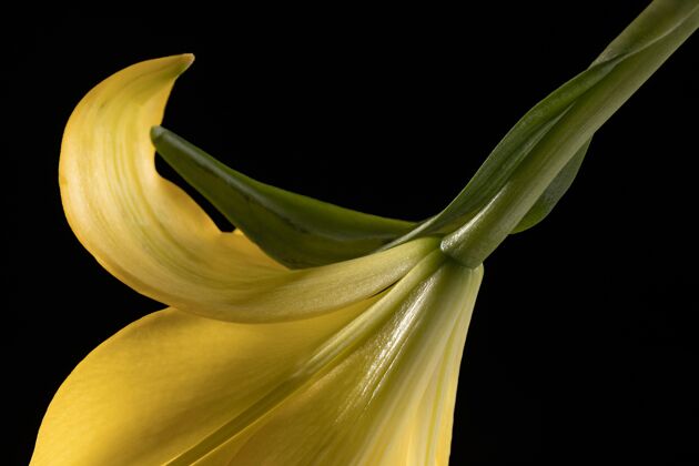 蔬菜美丽的黄色百合花植物花卉自然