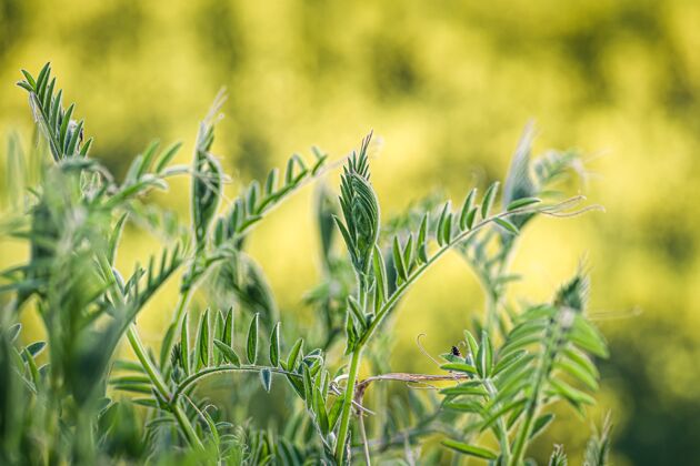 荆棘特写镜头新鲜的绿草对一个模糊的性质植物新鲜户外