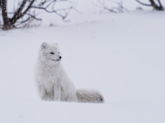 冰白天站在雪地上的白狐雪动物寒冷