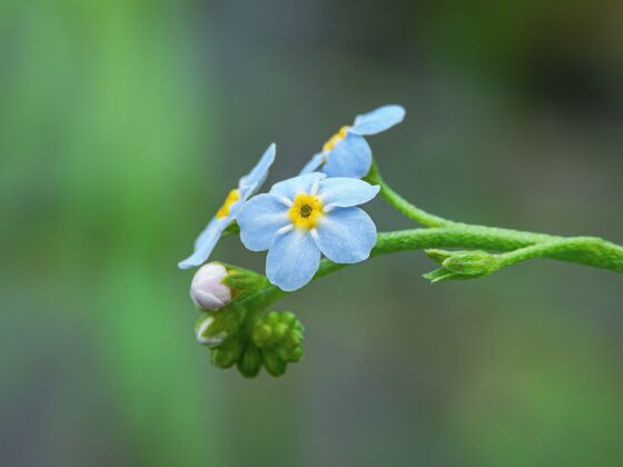 花束阿尔卑斯山特写镜头勿忘我绿色自然的花朵花户外开花