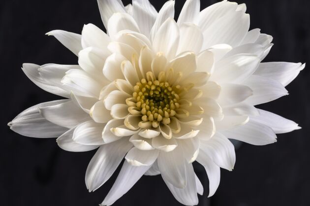 开花美丽的白色花朵植物学植物植物