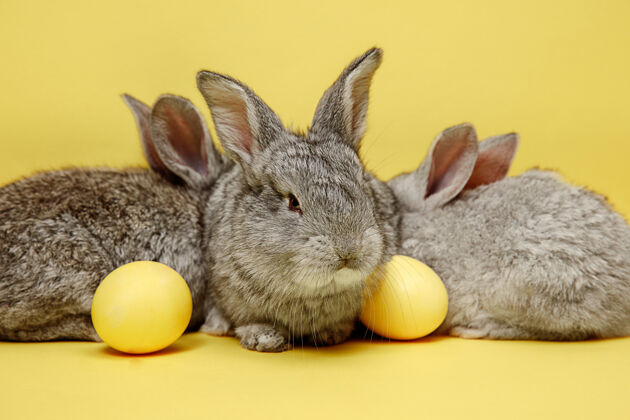 礼物黄色彩蛋复活节兔子宠物毛茸茸的农场