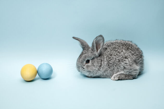 蓝色蓝色彩蛋复活节兔子兔子宠物复活节