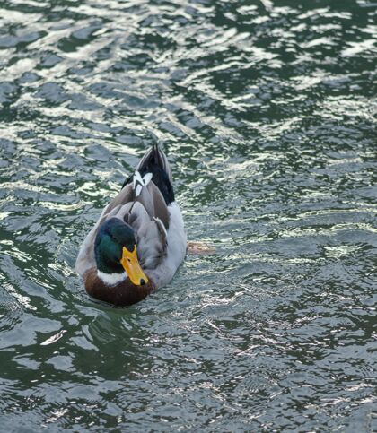 动物野鸭漂浮在水面上鸟水野生动物