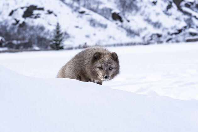 雪白天 棕色和白色的狐狸在白雪覆盖的地面上寒冷冰岛野生