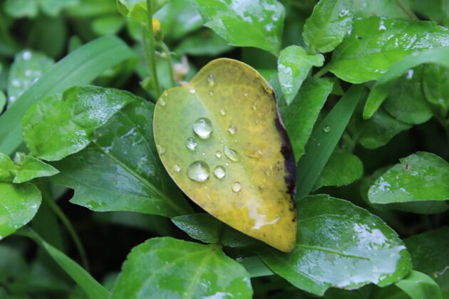 露珠绿叶上露珠的选择性聚焦拍摄花滴自然