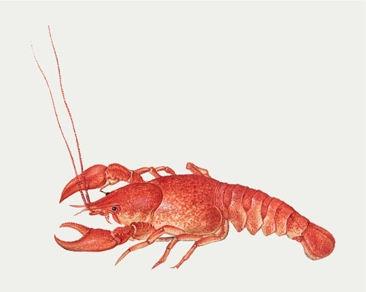 龙虾小龙虾的经典插图海洋海洋动物