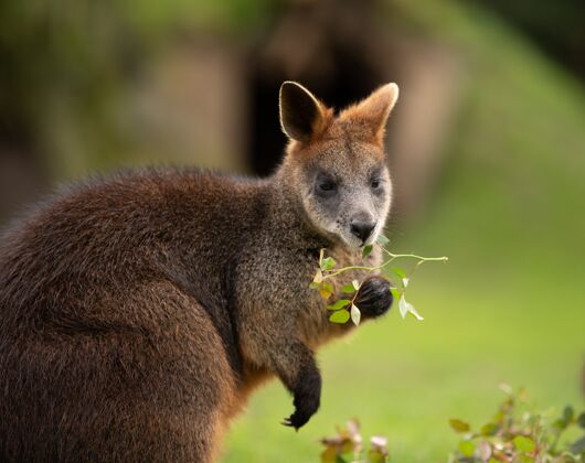 动物小袋鼠的选择性聚焦镜头自然动物澳大利亚