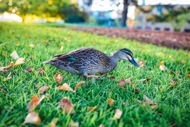 草一只可爱的野鸭在草地上散步的美丽镜头管道动物户外