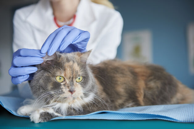 测试兽医正在检查猫的耳朵状况繁殖条件检查