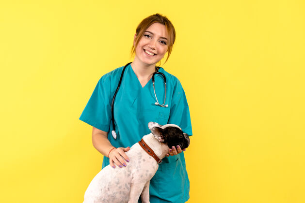 人女兽医在黄墙上观察小狗的正面图成人肖像动物