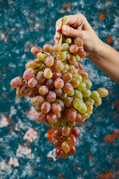新鲜拿着一束红葡萄在蓝色的表面自然串成熟
