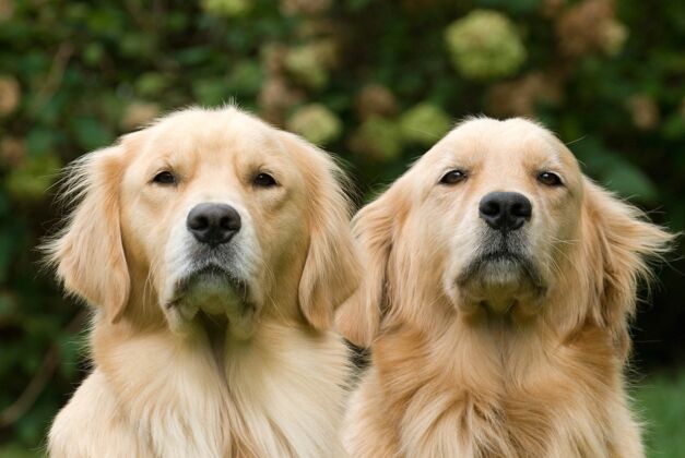 可爱两个年轻的金毛猎犬美丽的镜头狗哺乳动物血统
