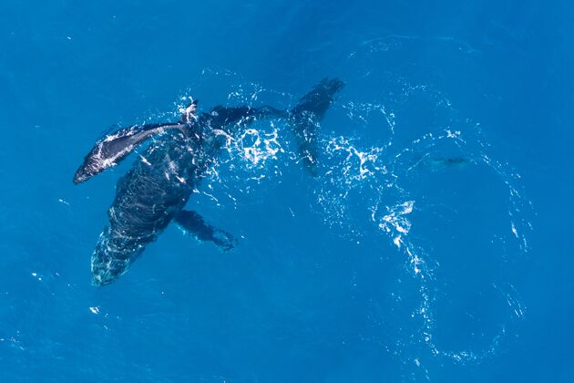 小牛座头鲸在夏威夷卡帕鲁亚海岸上空用无人机拍摄海洋自然游泳