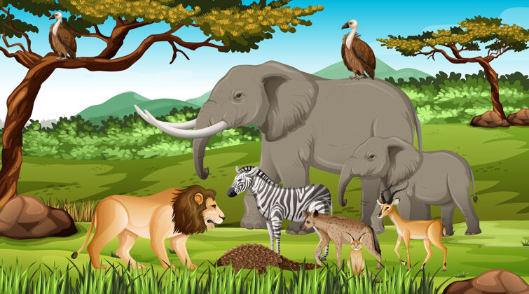 食肉动物森林里的一群非洲野生动物非洲户外动物园