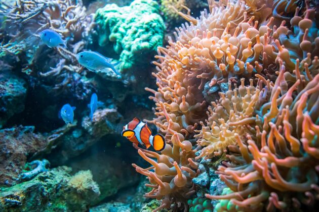 珊瑚小丑鱼和蓝慈鲷在珊瑚邓肯附近游泳热带海洋水族馆