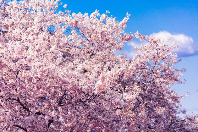 树国家樱花天空自然粉色