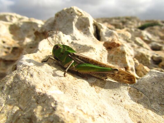 害虫太阳下岩石上的飞蝗特写镜头生物野生昆虫学