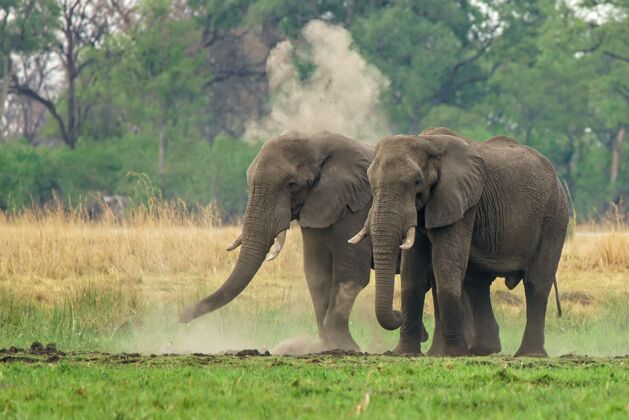 污染一对非洲象在尘土和绿色的土地上行走绿色野生动物厚皮动物