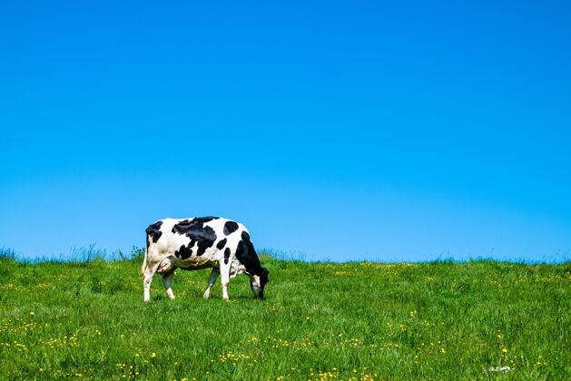 农业黑白相间的奶牛白天在牧场上吃草农业家庭牛肉