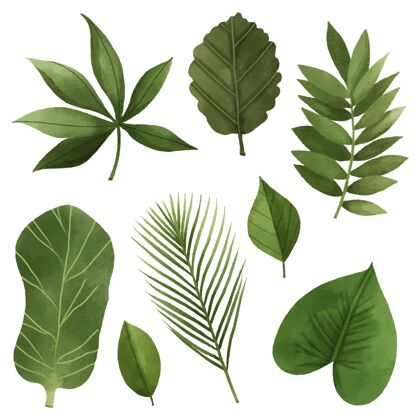 植物学树叶系列设计叶子水彩画收藏
