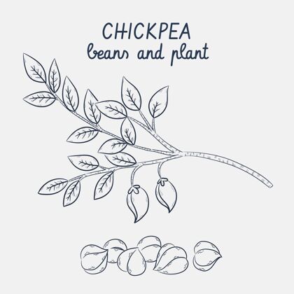 食品鹰嘴豆和植物的素描食品健康农学