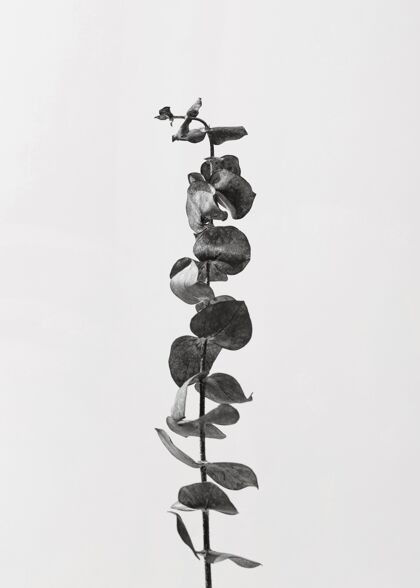 可持续性带叶子的植物俯视图简单简约抽象