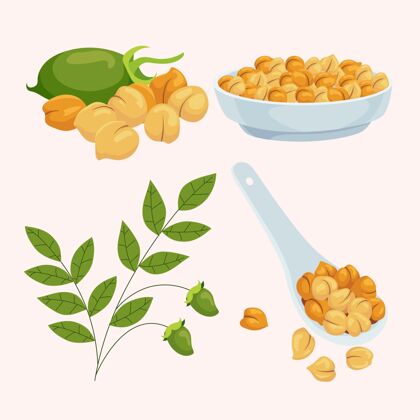 鹰嘴豆用植物插图画鹰嘴豆饮食食品营养