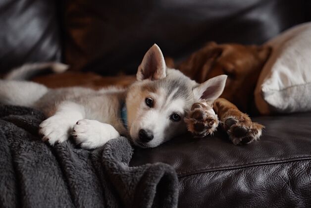 西伯利亚国内可爱的捷克斯洛伐克哈士奇小狗躺在沙发上与成人黄金猎犬杂交狗看