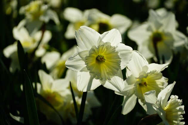 木制美丽的白色花瓣水仙花特写镜头水仙花季节自然