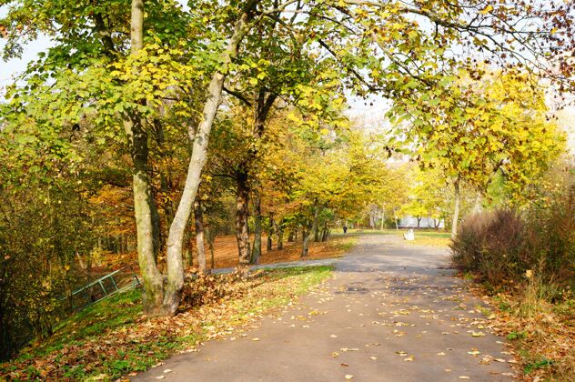 季节公园秋树下的小路树叶自然路径