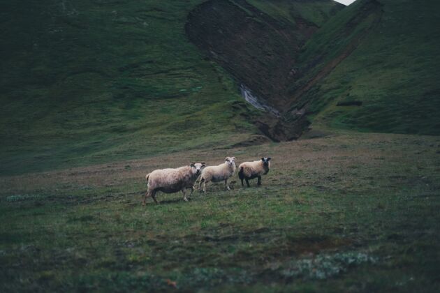 山在阴沉的日子里 三只羊站在青山上乡村牧场牲畜