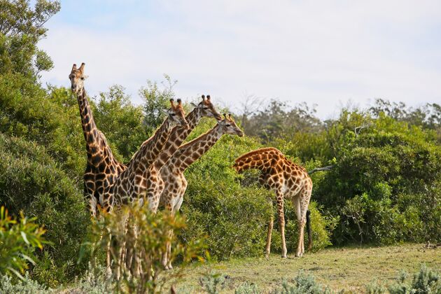 颈一群长颈鹿站在绿草覆盖的小山上 靠近树木哺乳动物高大