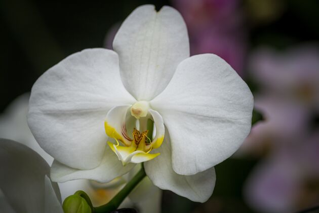 植物一朵白花的特写镜头开花开花花