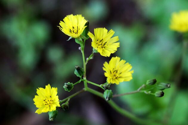 颜色特写镜头盛开的黄色卡罗莱纳沙漠菊苣花与绿色植物的距离明亮植物花瓣