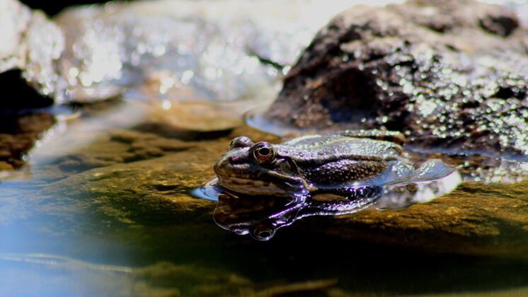 沼泽石头附近池塘里青蛙的特写镜头植物水蟾蜍