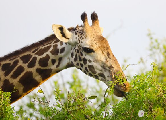 坦桑尼亚可爱的马萨长颈鹿在察沃东部国家公园 肯尼亚 非洲长颈鹿野生动物公园