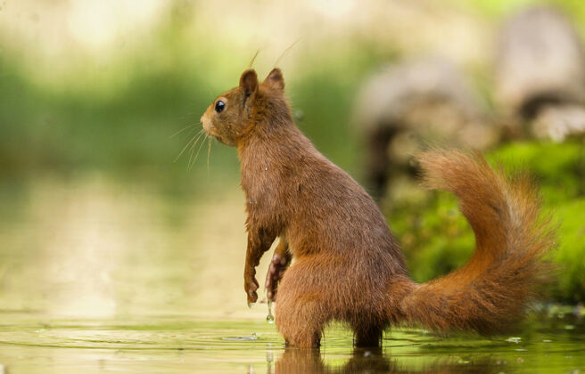 公园一只可爱的松鼠在水中的选择性聚焦镜头脸毛茸茸的自然
