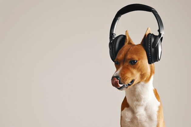 轨道可爱的basenji狗在黑色无线耳机舔他的鼻子 特写镜头隔离在白色耳机播放器耳机