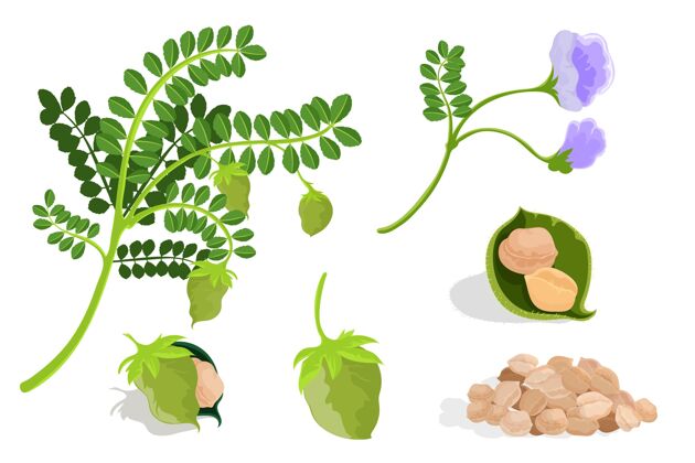 吃鹰嘴豆和植物插图植物豆类食品