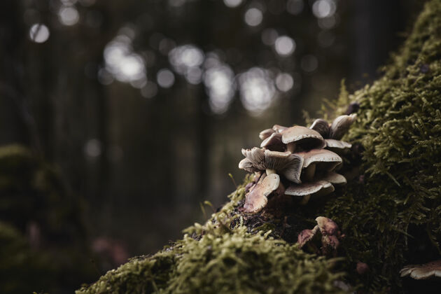 自然牡蛎蘑菇精选镜头牡蛎焦点秋天