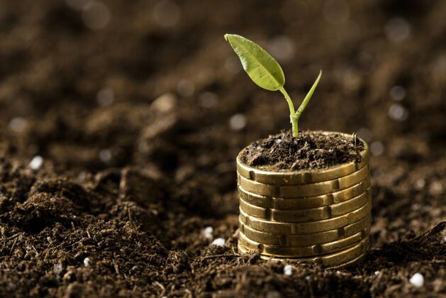 复制硬币堆在泥土上与植物和复制空间货币储蓄资本
