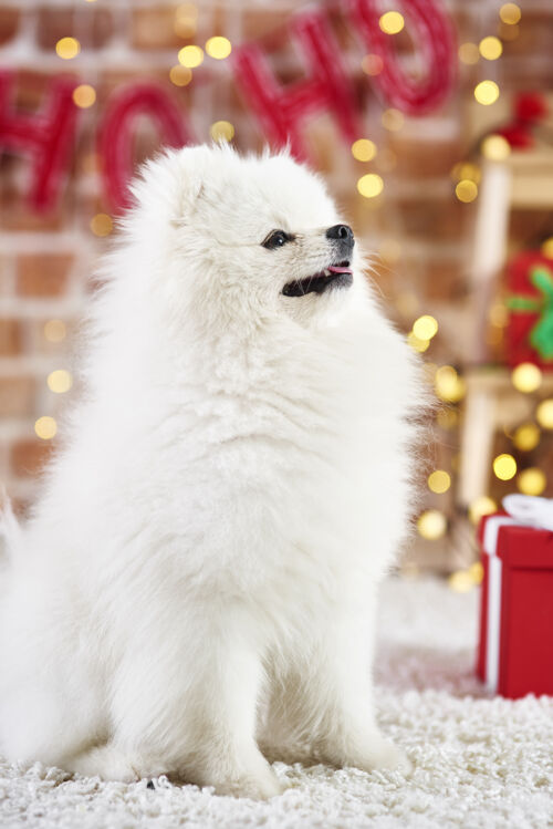 侧视可爱小狗仰望的侧视图坐小狗圣诞节