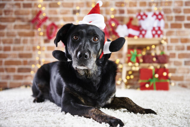 向下戴圣诞帽的黑狗庆祝活动打扮家