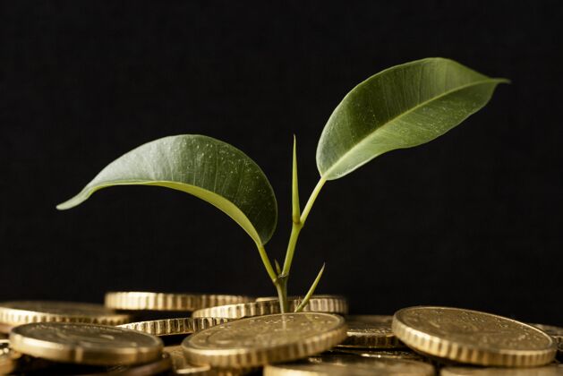 资本硬币上生长的植物的正视图储蓄天意植物
