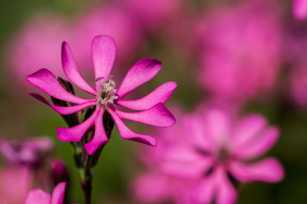 乡村Prettypinkpirouette 马耳他乡村的一朵粉色小花开花粉色自然