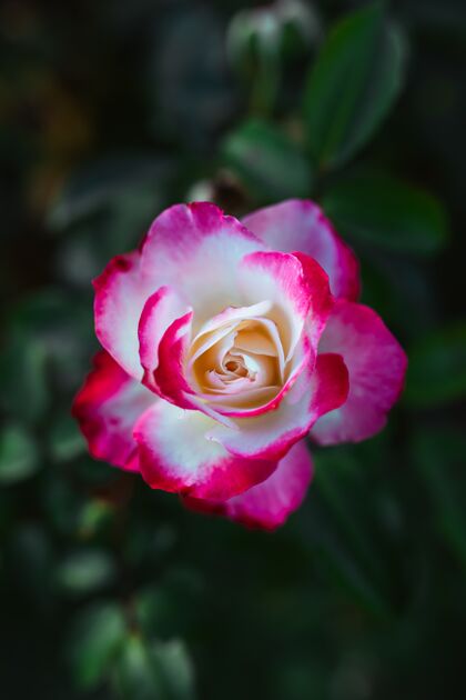 芽令人惊奇的白粉红玫瑰花粉红色玫瑰叶